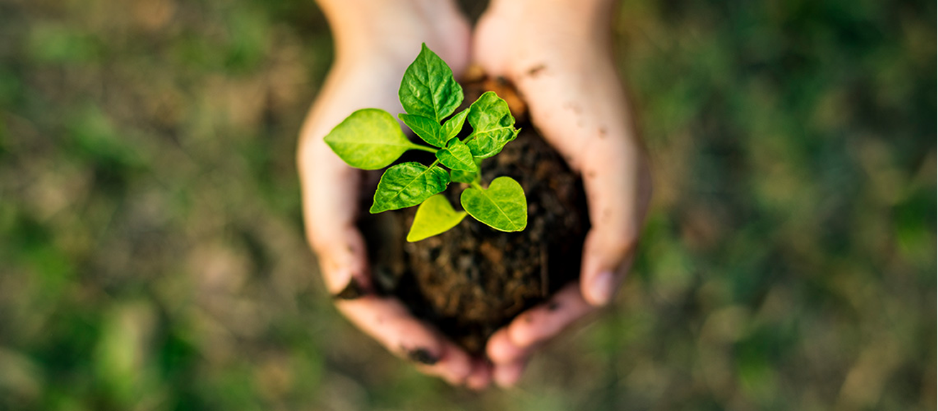 Imagem de uma planta